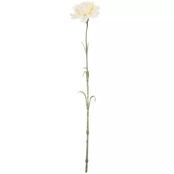 White Carnation stem