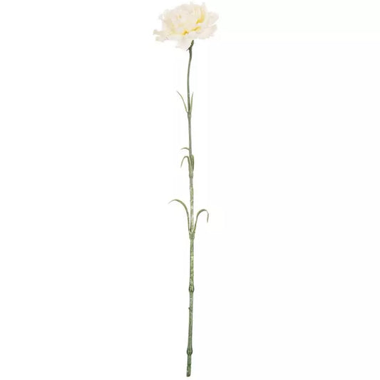 White Carnation stem