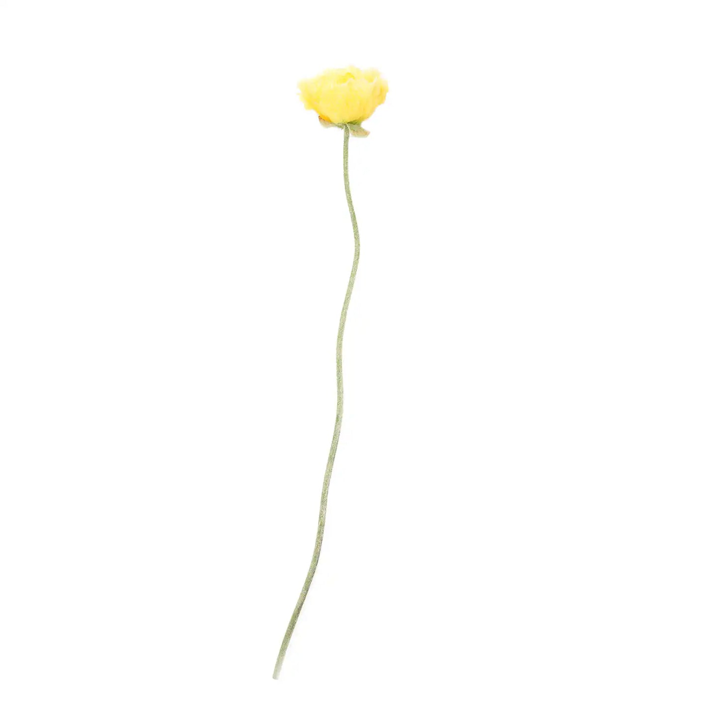 Yellow Poppy Stem