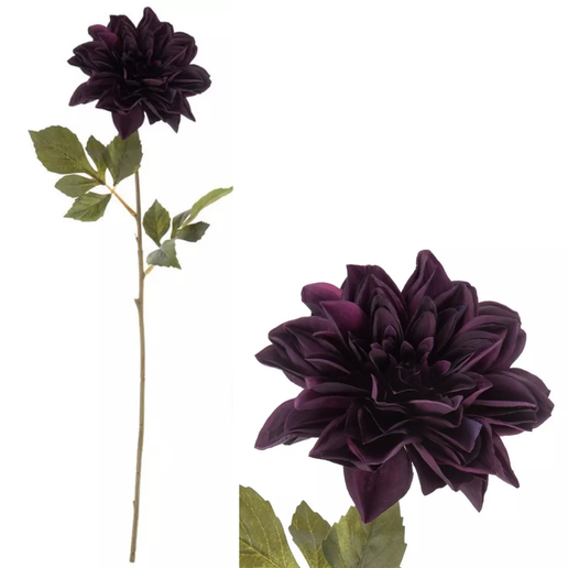 Deep Purple Dahlia