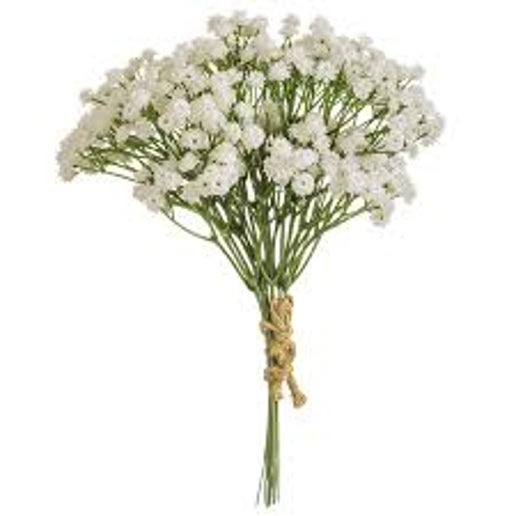 Baby's Breath Bundle